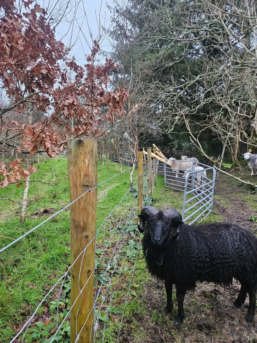 Sheep. Shetland Ram. - Image 1