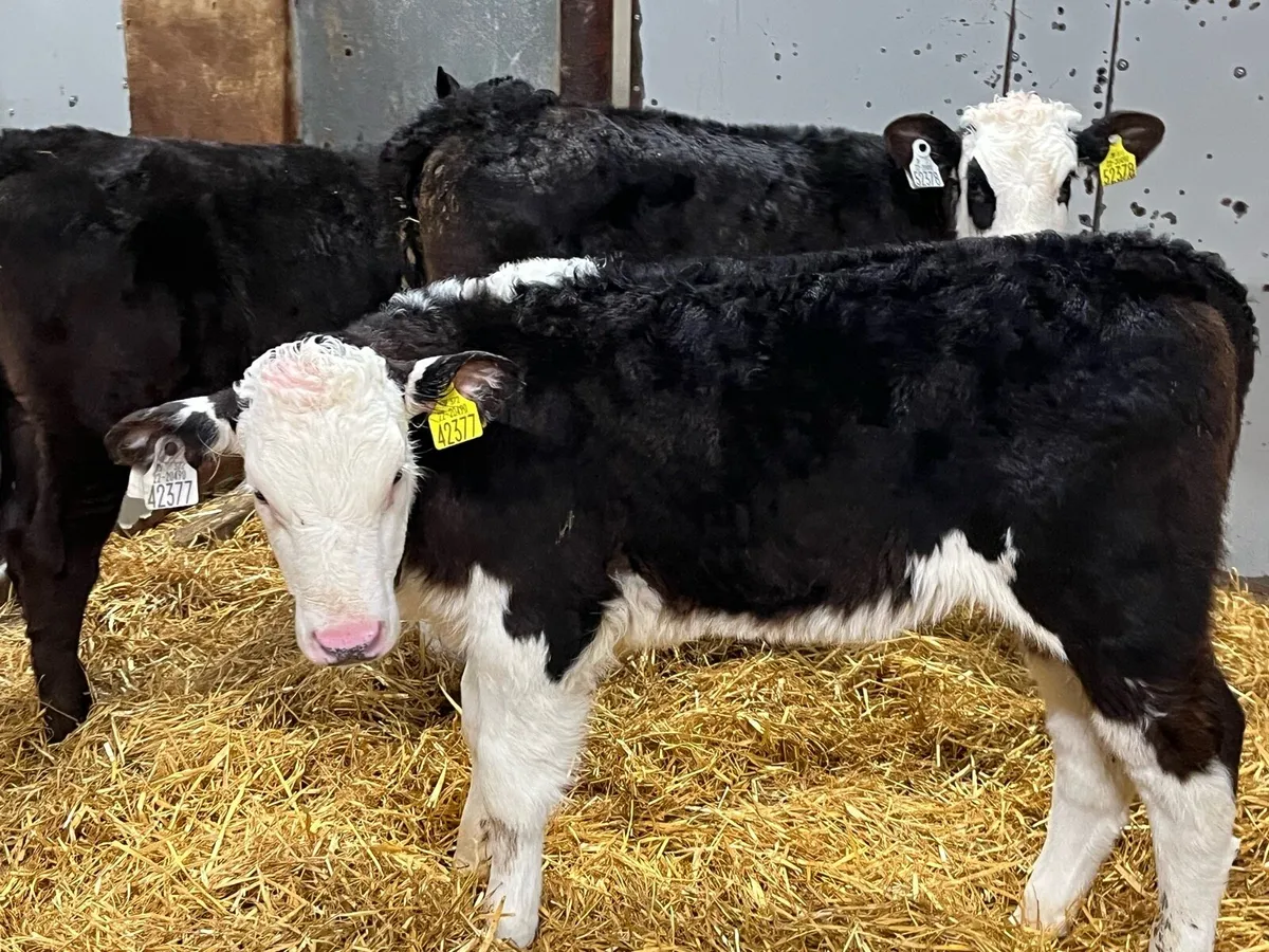 HEREFORD HEIFER CALVES - Image 1