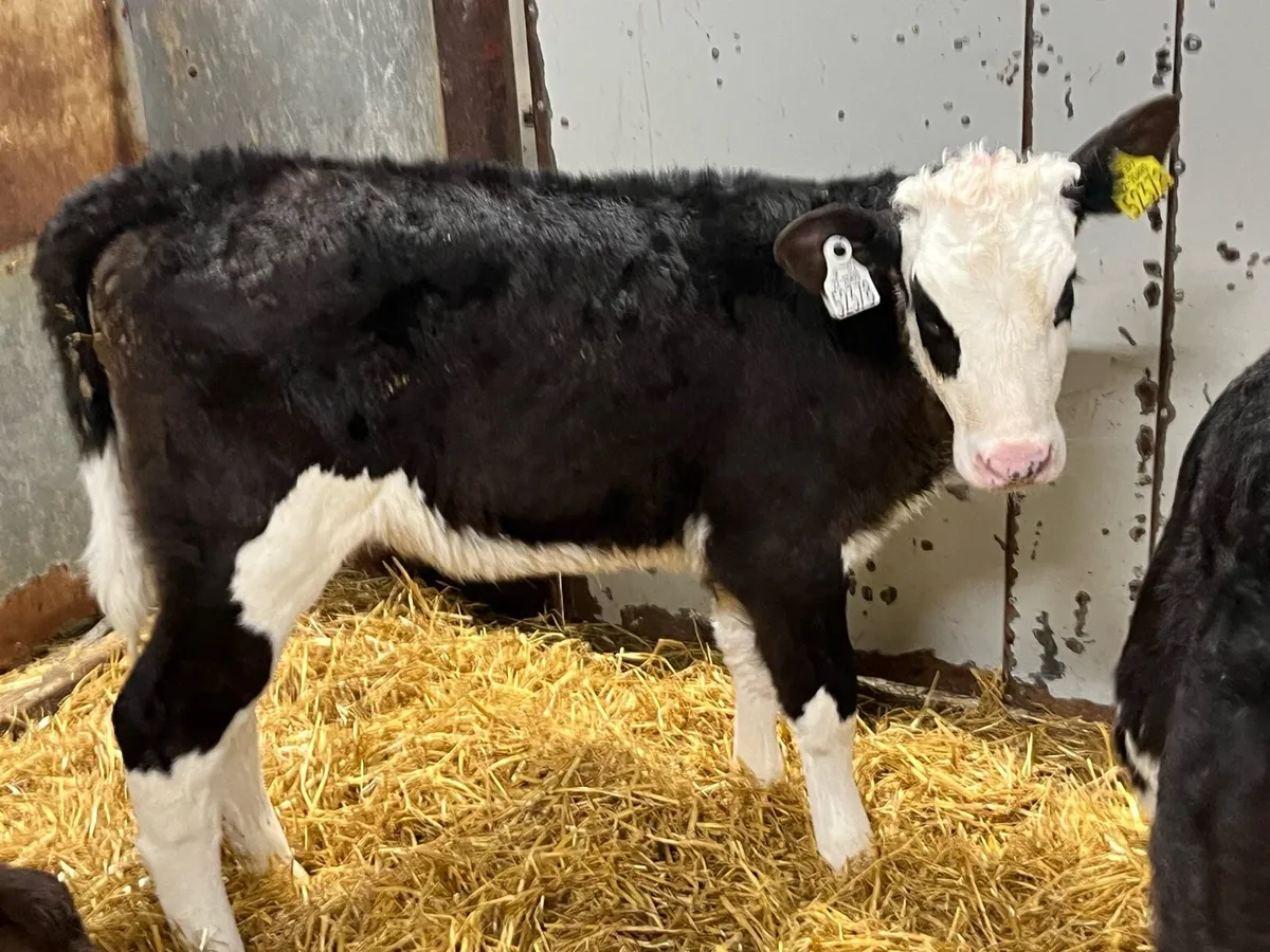HEREFORD HEIFER CALVES - Image 3