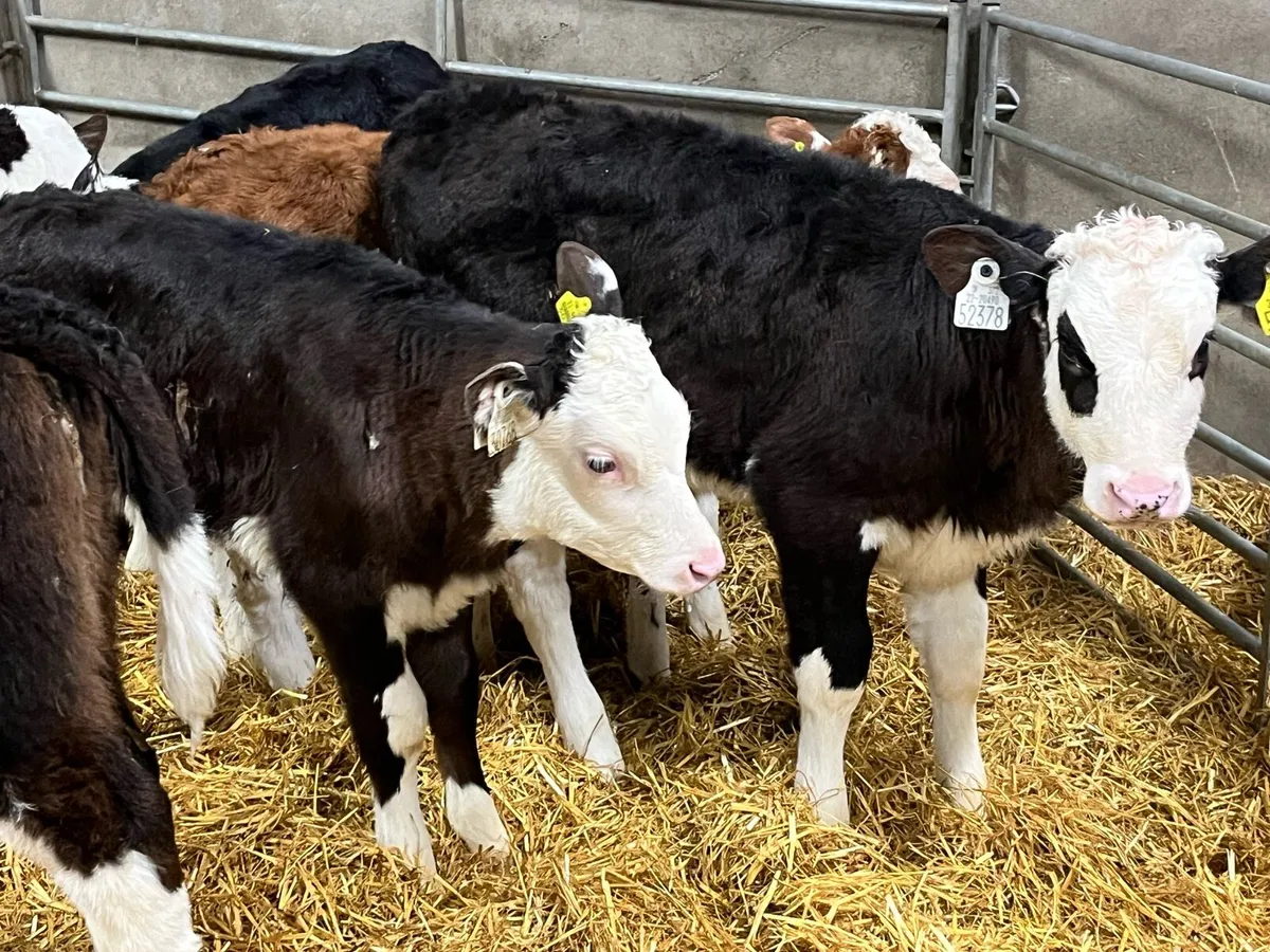 HEREFORD HEIFER CALVES - Image 4