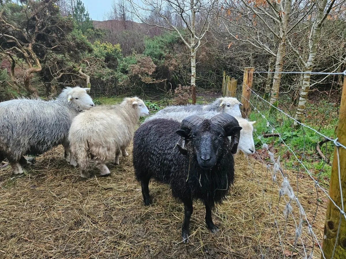 Sheep. Shetland Ram. - Image 2