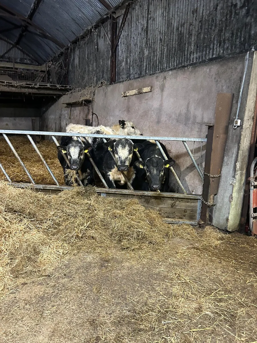 Pedigree Speckle Park Bulls - Image 2