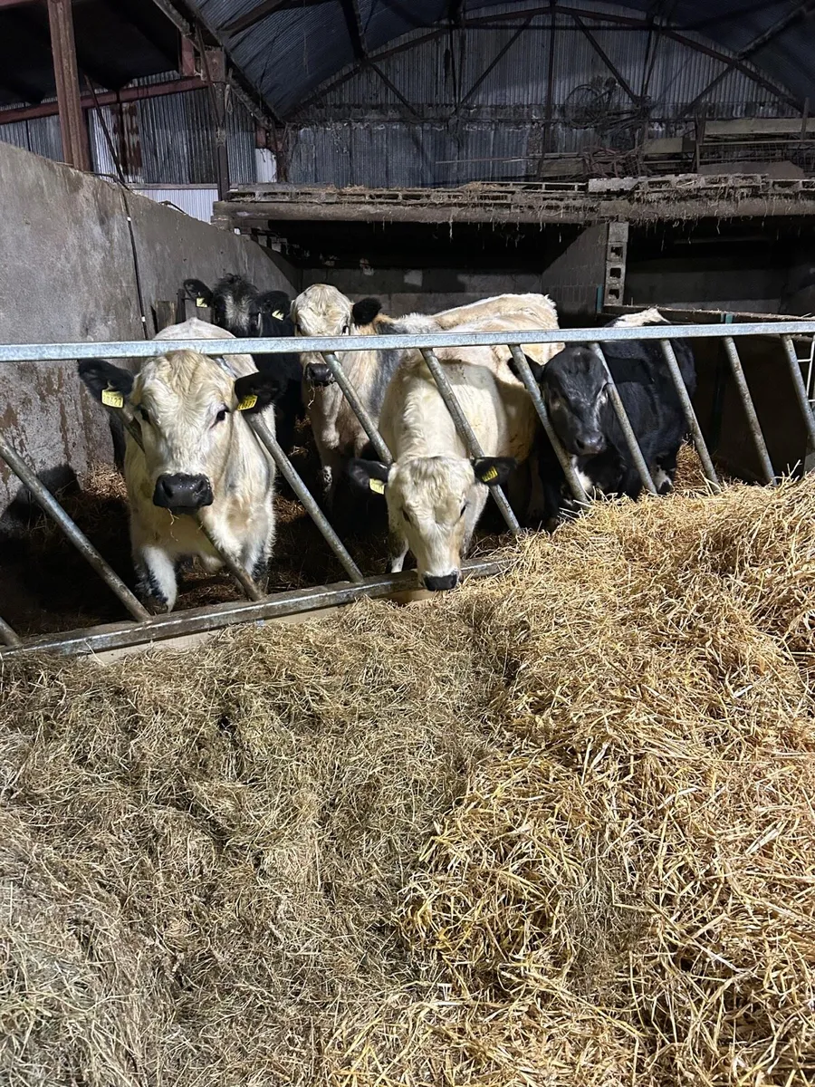 Pedigree Speckle Park Bulls - Image 1