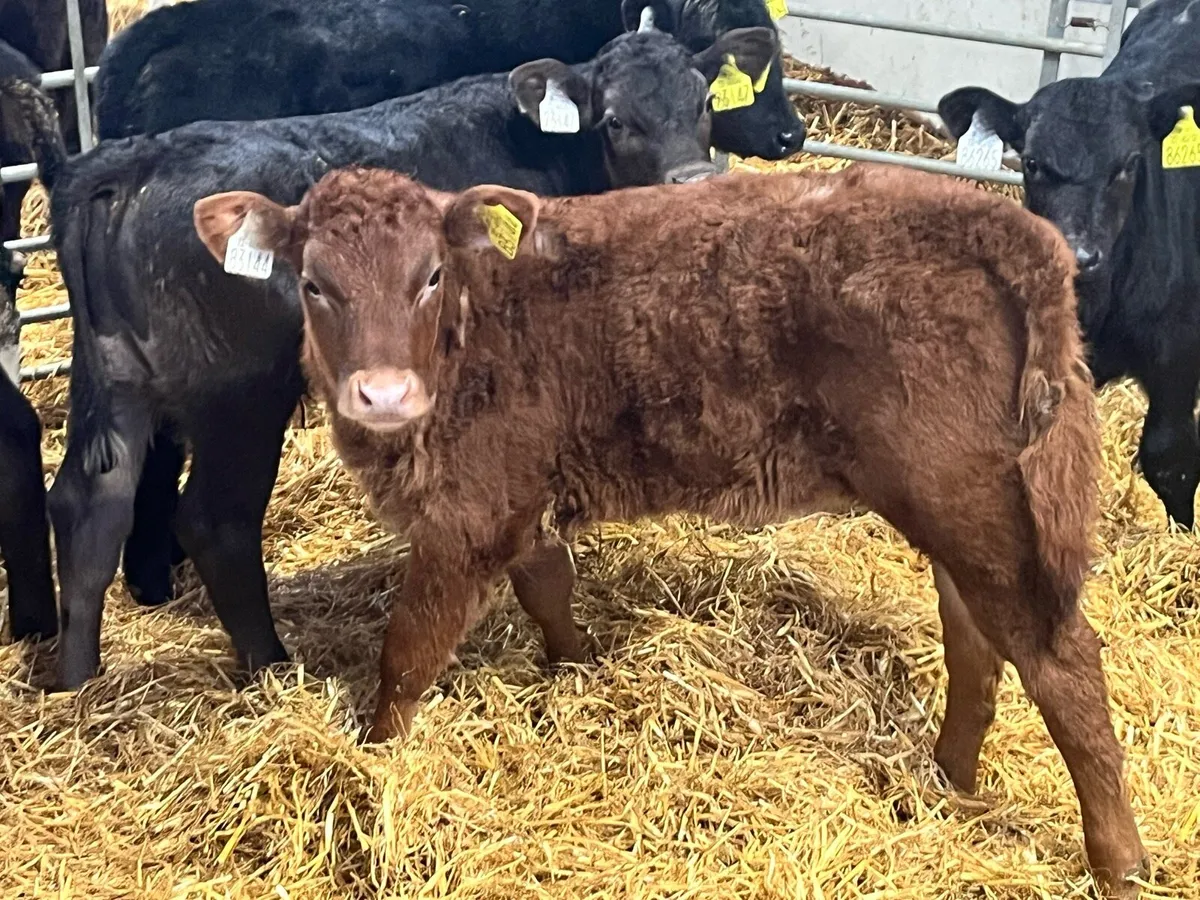 STRONG AA HEIFER CALVES - Image 1