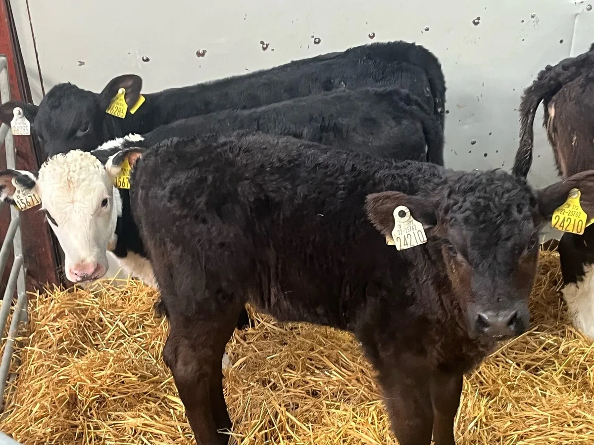 STRONG AA HEIFER CALVES - Image 2