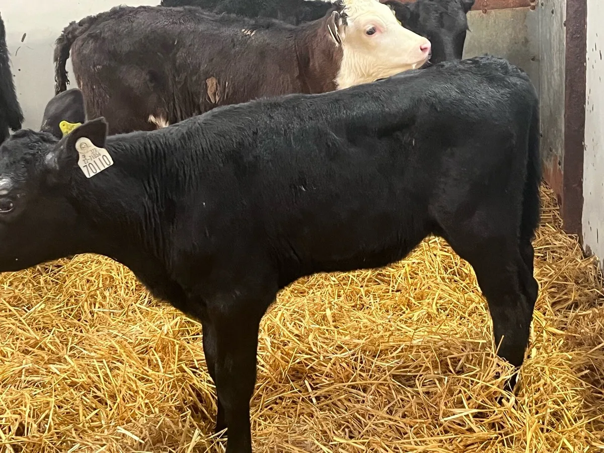 STRONG AA HEIFER CALVES - Image 3