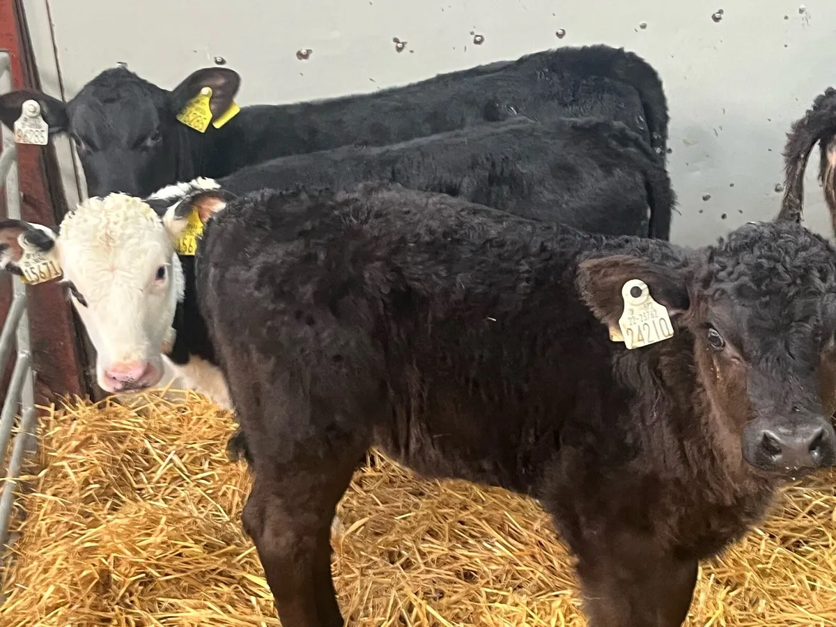 STRONG AA HEIFER CALVES - Image 4