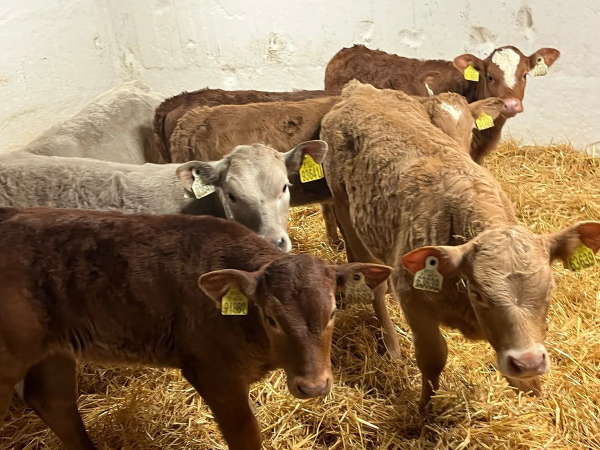 Super Charolais & Limousin Calves - Image 1