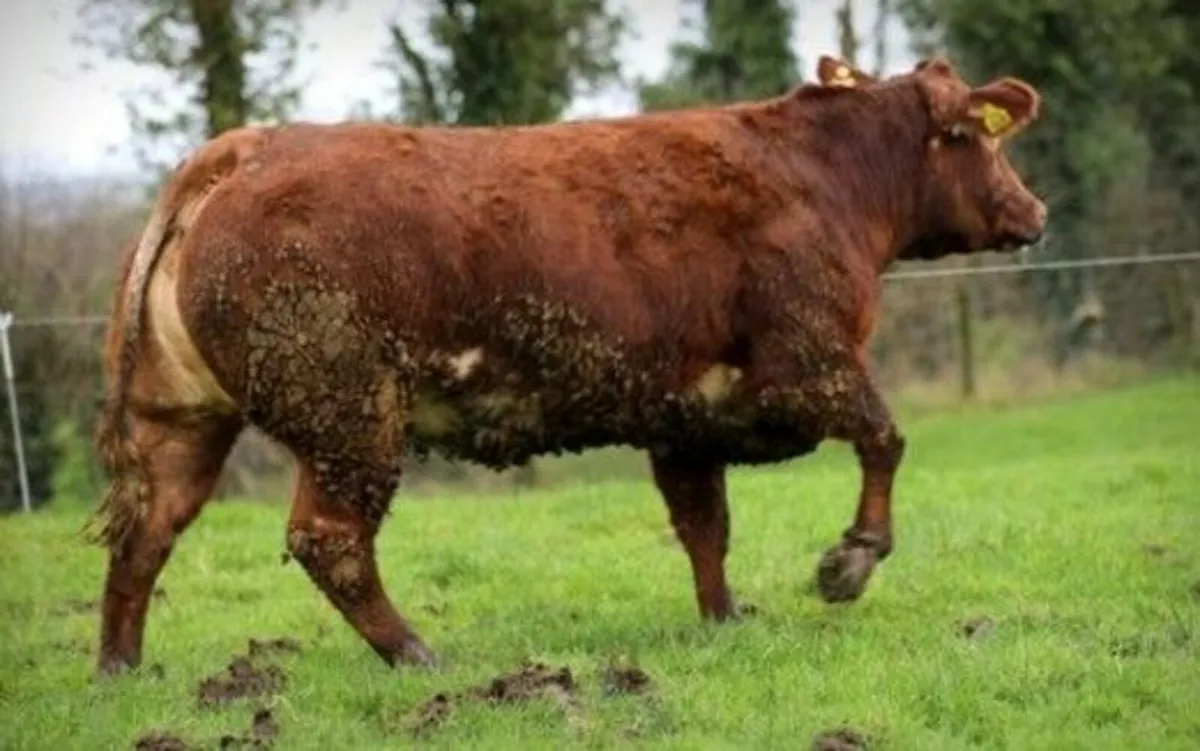 2 Super Breeding Heifers - Image 2