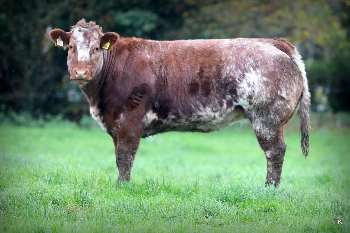 2 Super Breeding Heifers - Image 3