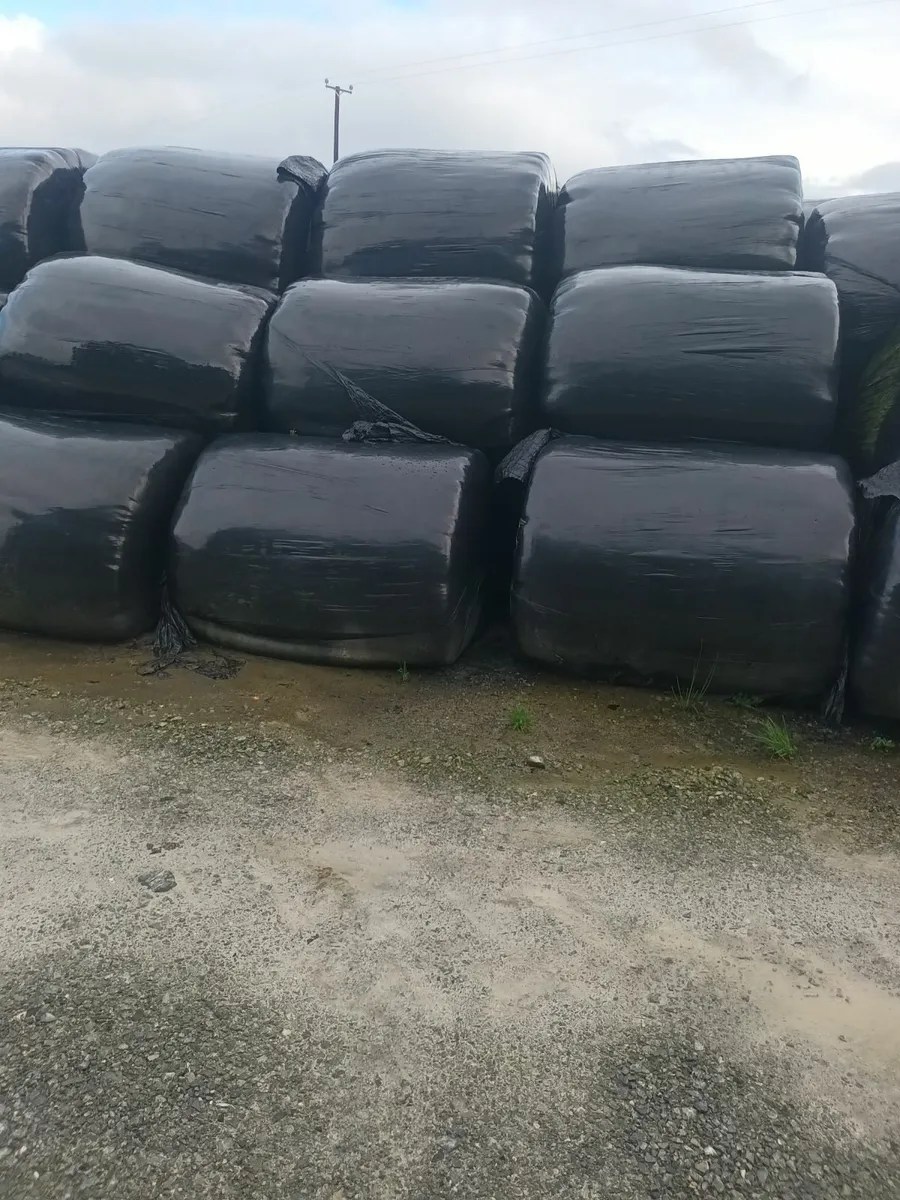 Silage bales - Image 1