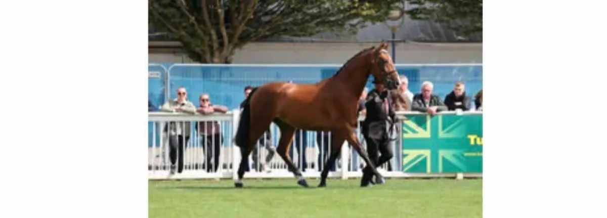 4 year old gelding - Image 1