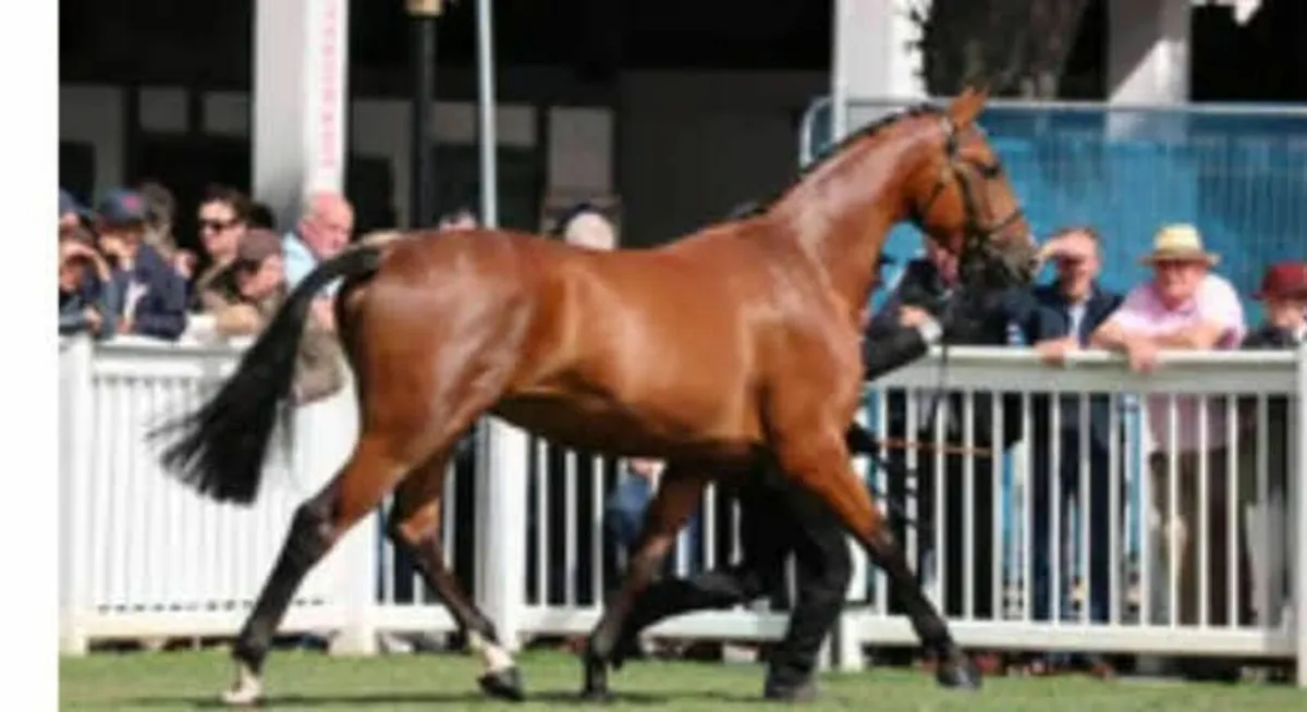 4 year old gelding - Image 2