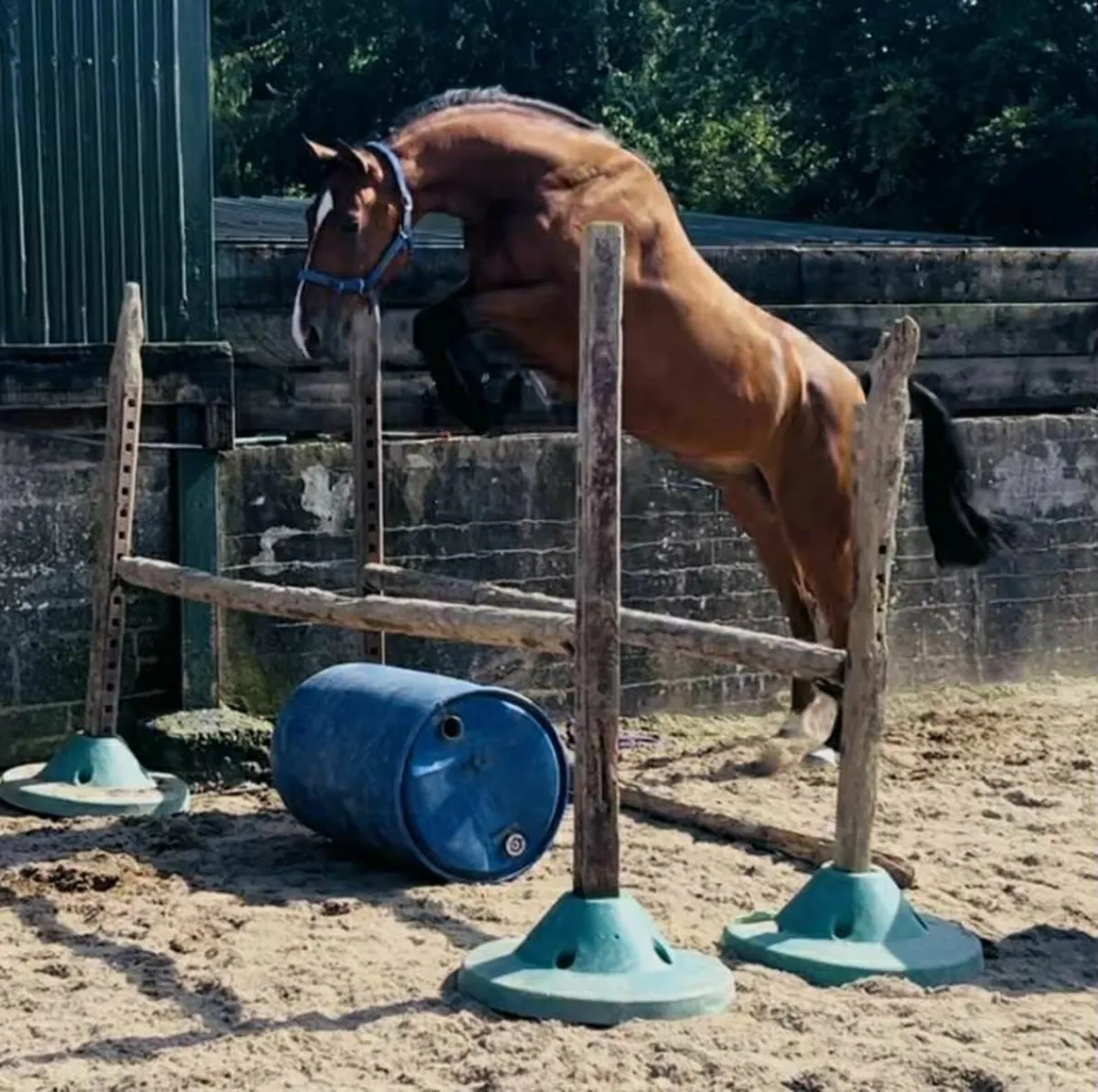 4 year old gelding - Image 3