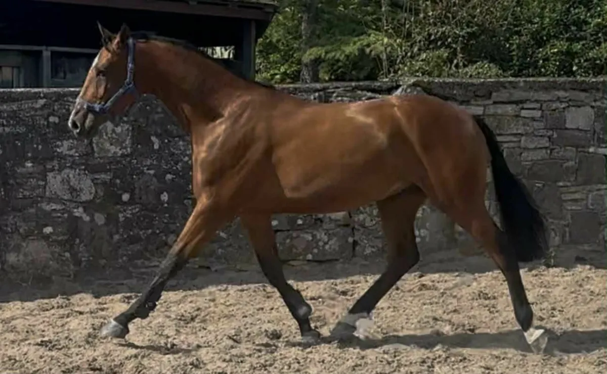 4 year old gelding - Image 4