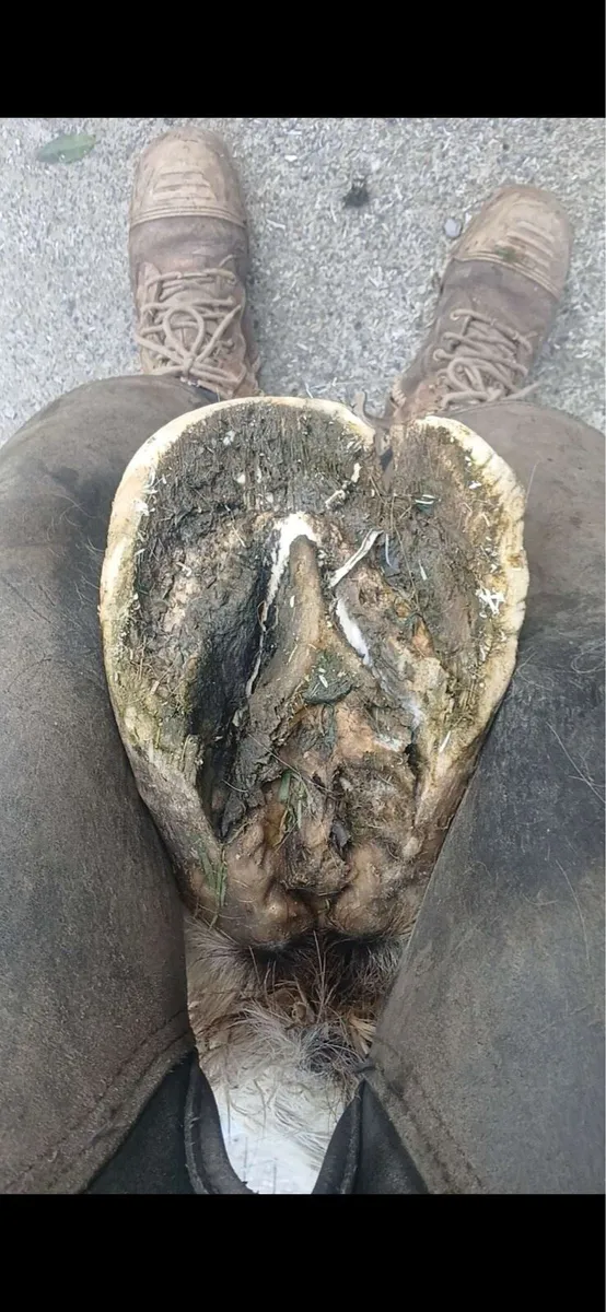 Equestrian - Image 1