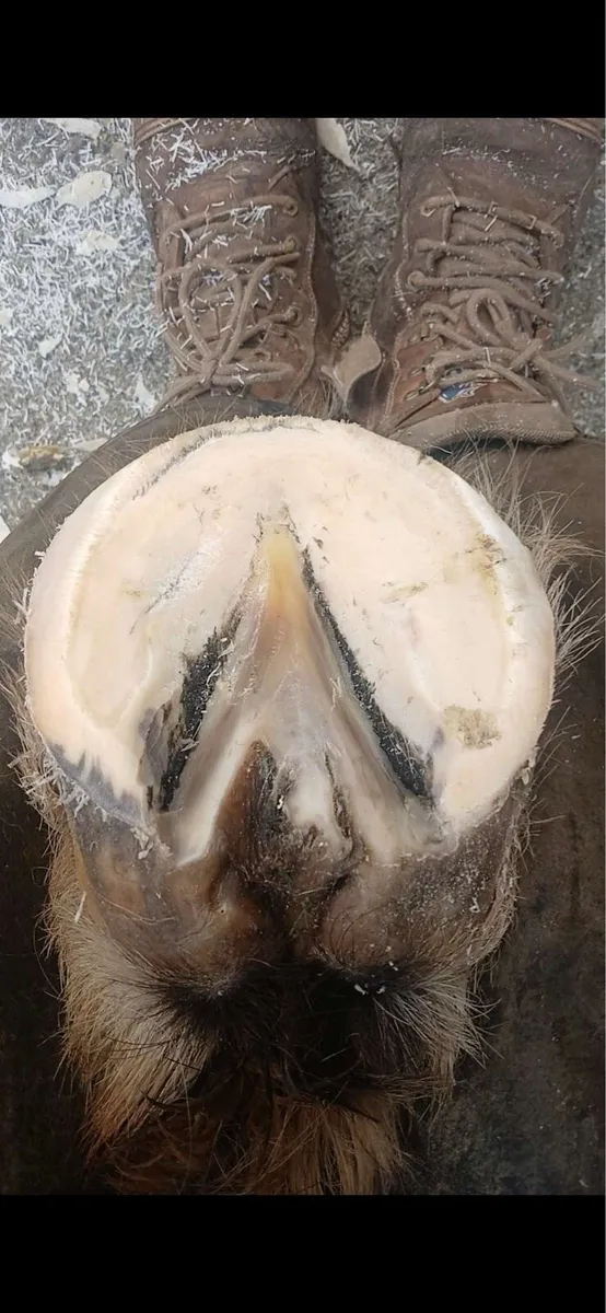 Equestrian - Image 2