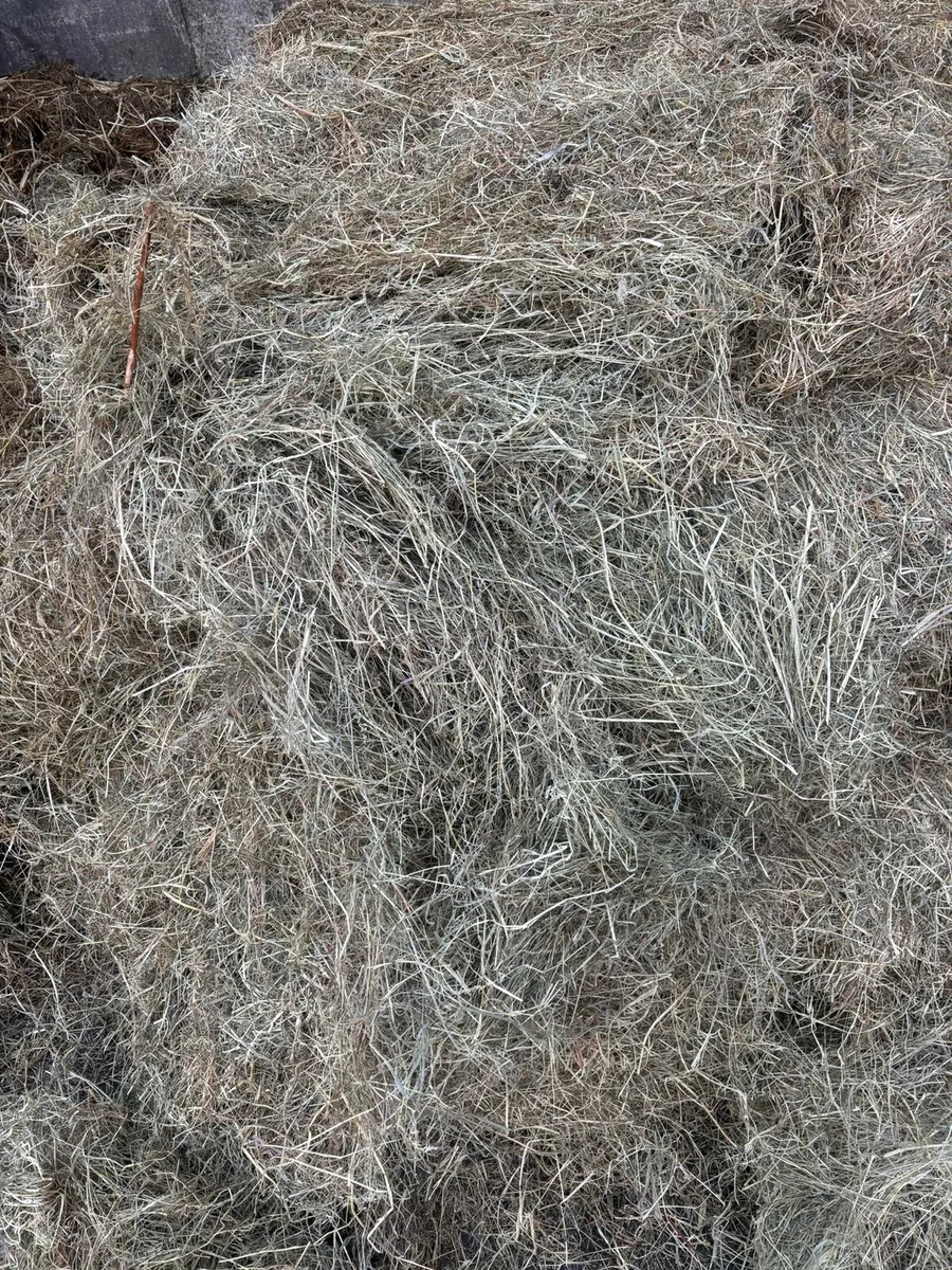 Hay - Image 3