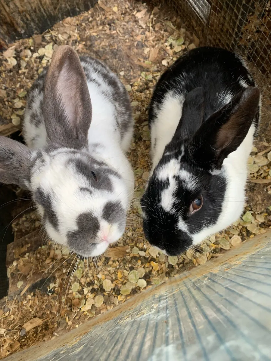 Rabbits+Birds - Image 1