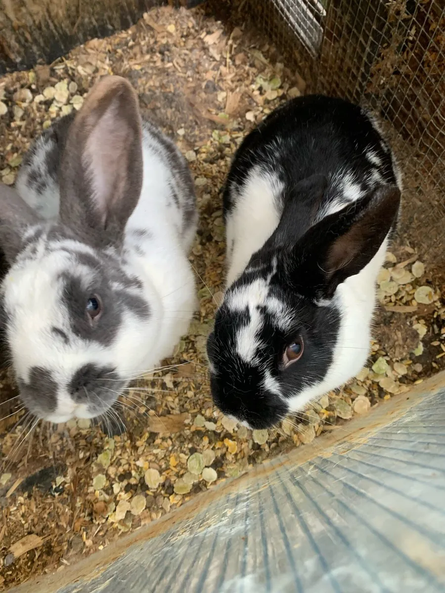 Rabbits+Birds - Image 2