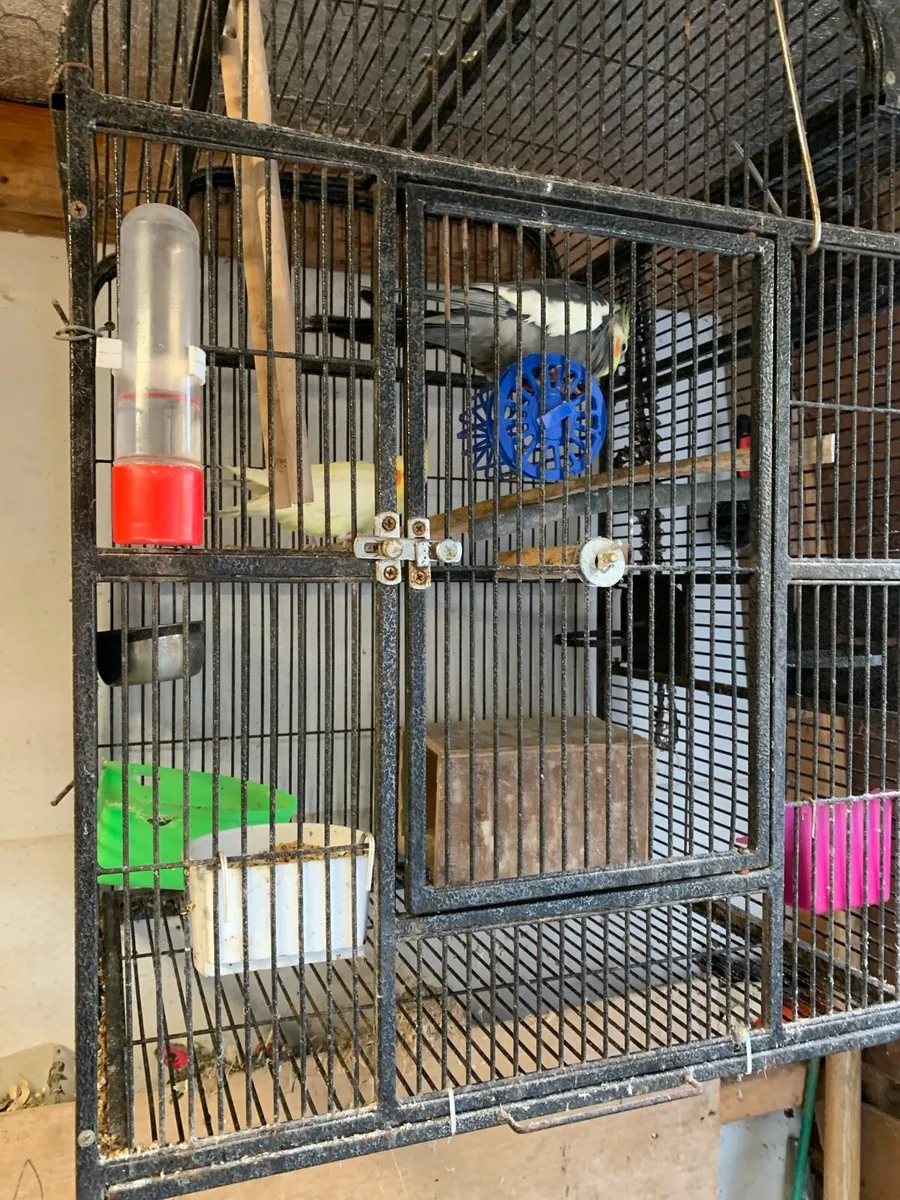 Rabbits+Birds - Image 4