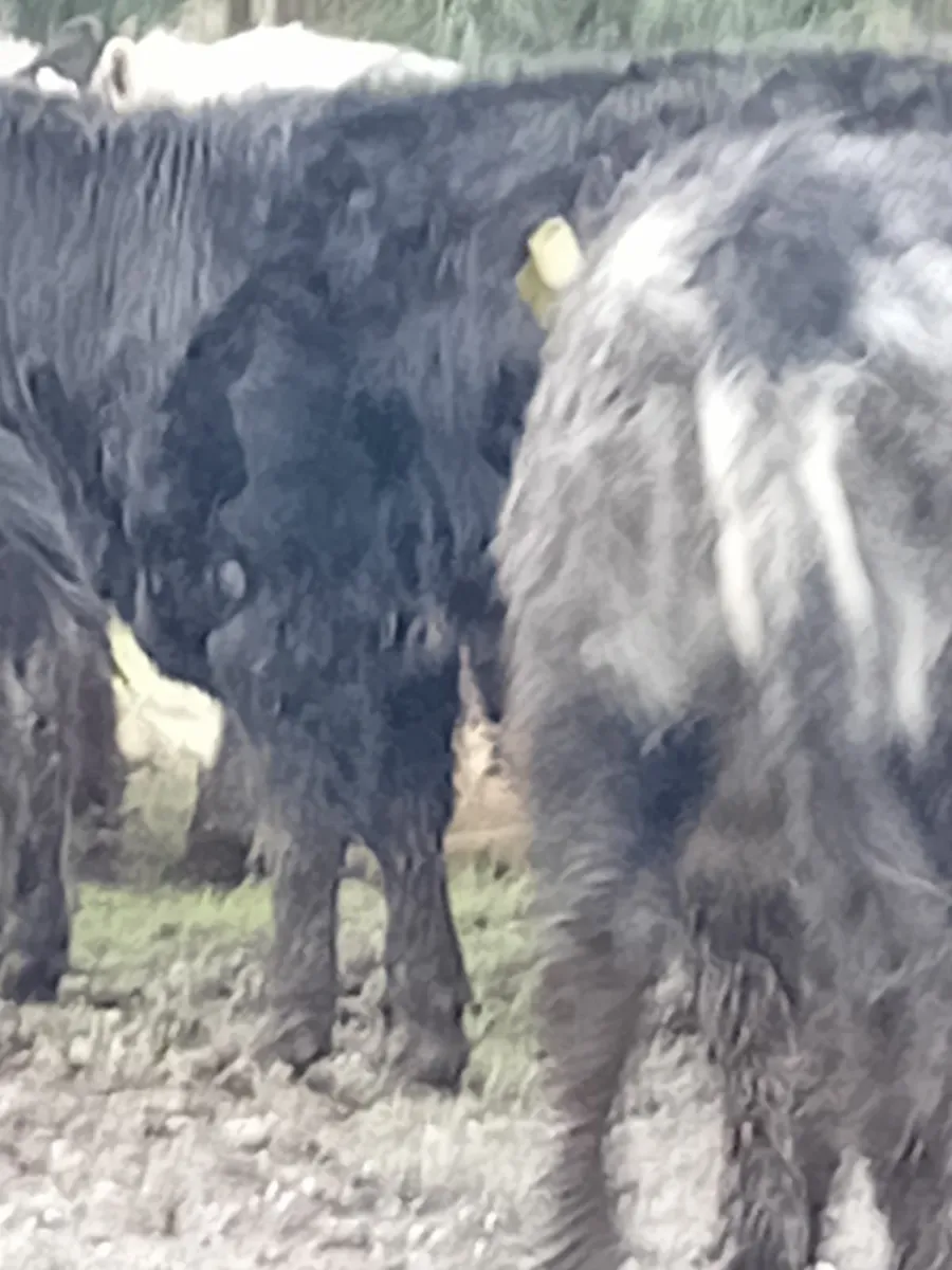 Cattle - Image 1