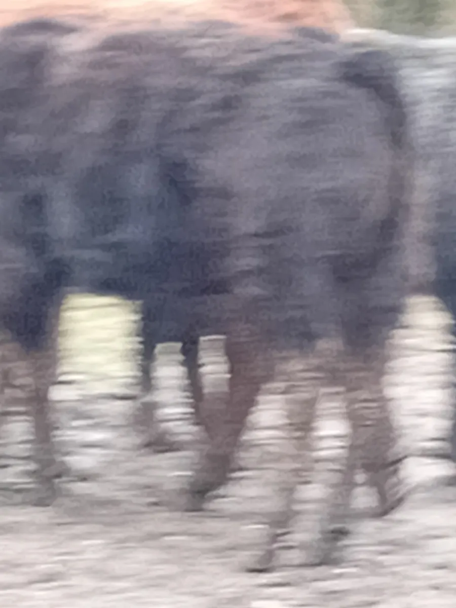 Cattle - Image 2