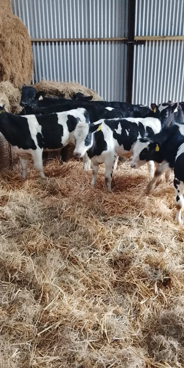 Reared calves - Image 3