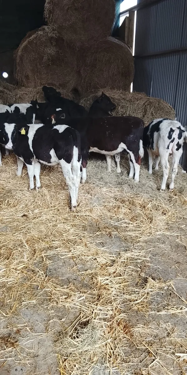 Reared calves - Image 1