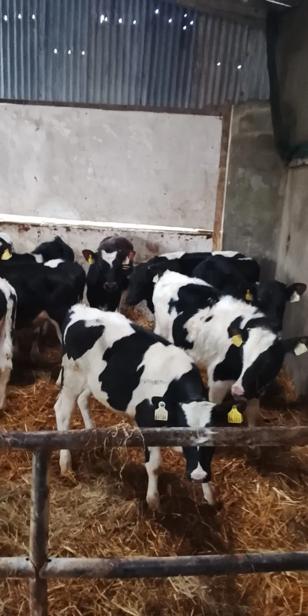 Reared calves - Image 4