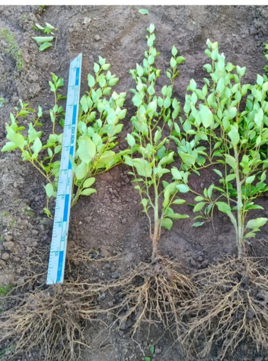 Griselinia 2-3ft plants