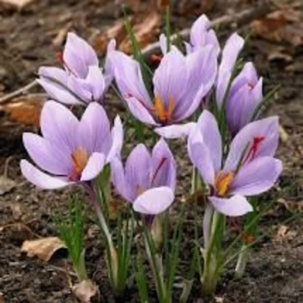 Bulbs,Plants & Shrubs / Spring - SALE - Image 3