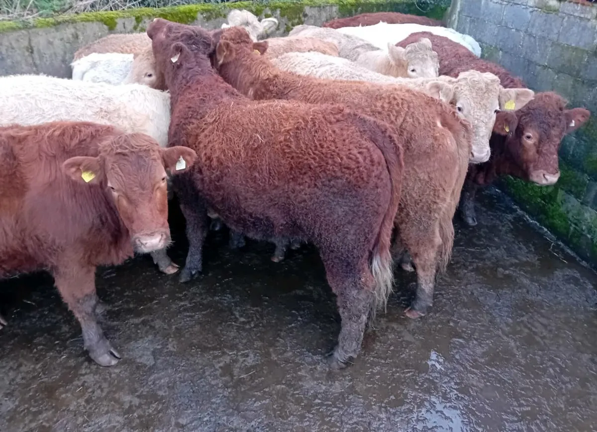 Cattle for Sale Ennis Mart  Thursday 29th January - Image 2