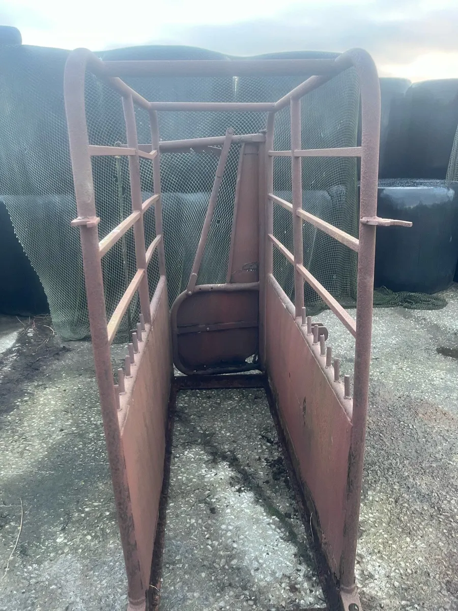 Cattle crush - Image 3