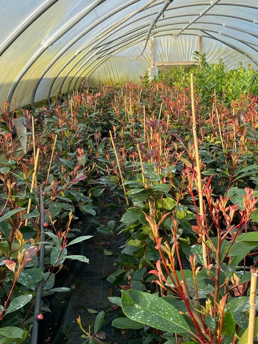 POTTED RED ROBIN 100-120cms - Image 2