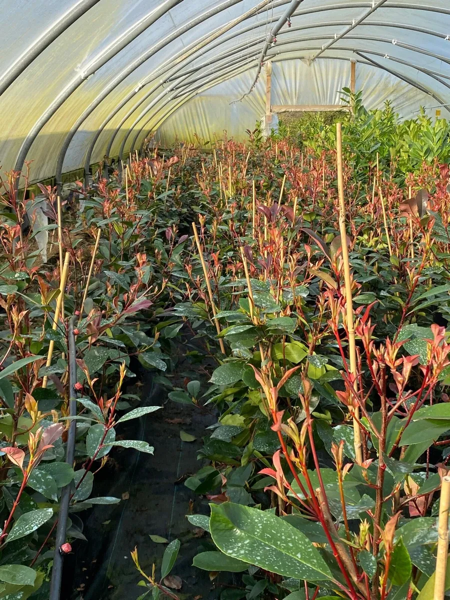 POTTED RED ROBIN 100-120cms - Image 3