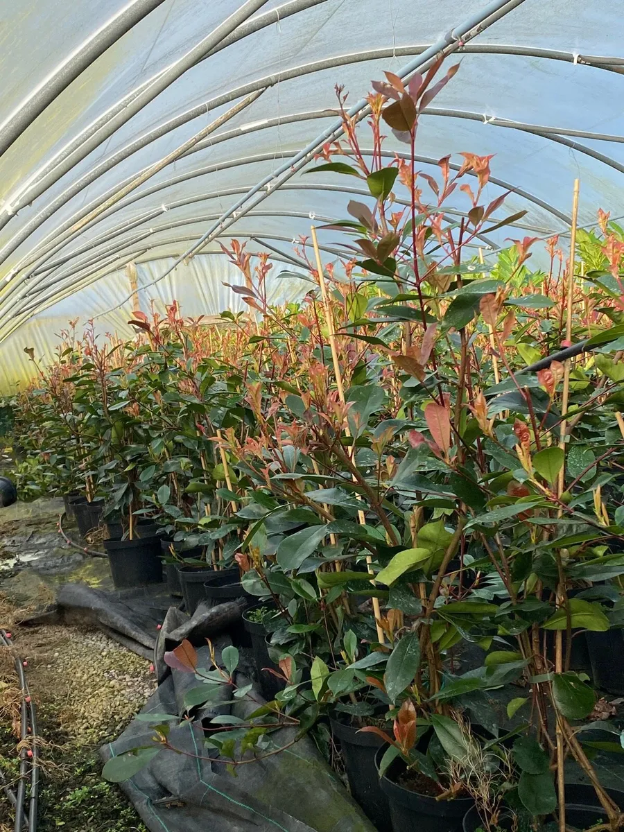 POTTED RED ROBIN 100-120cms - Image 1