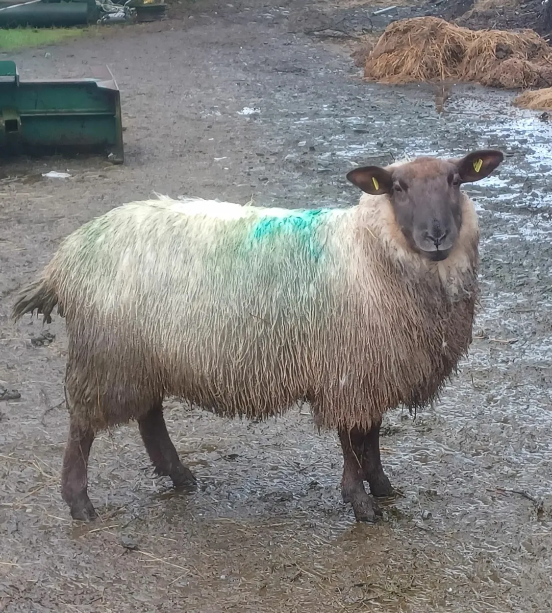 Sheep Galway Cross - Image 1