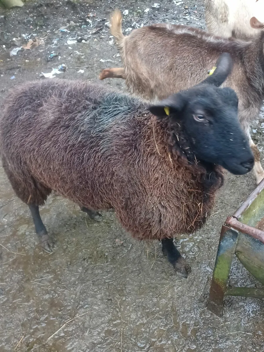 Sheep Galway Cross - Image 3