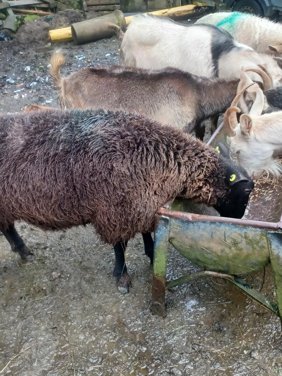 Sheep Galway Cross - Image 4