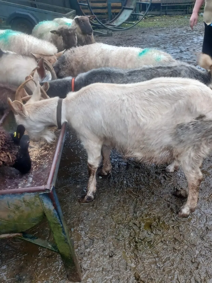 Goats and Puke - Image 3