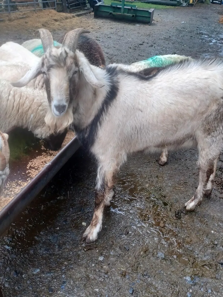 Goats and Puke - Image 4