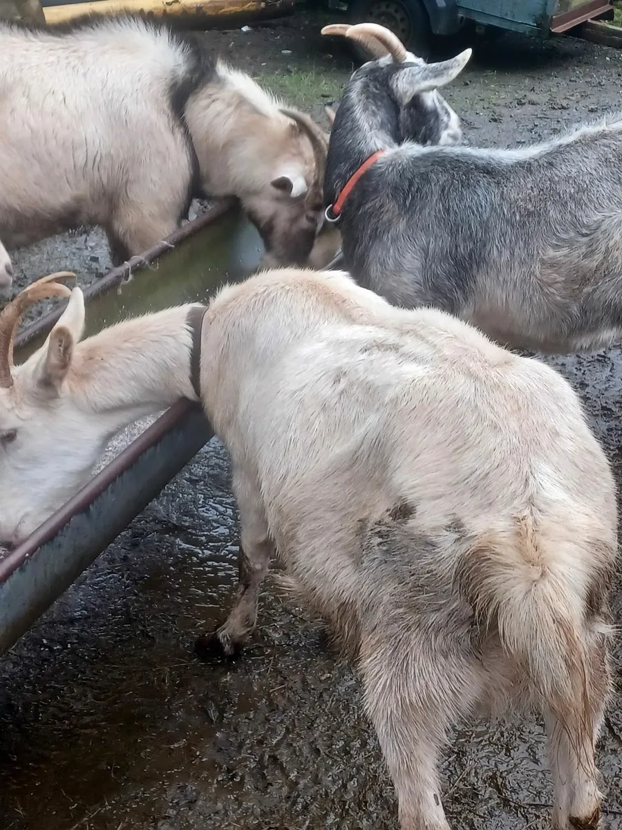 Goats and Puke - Image 2