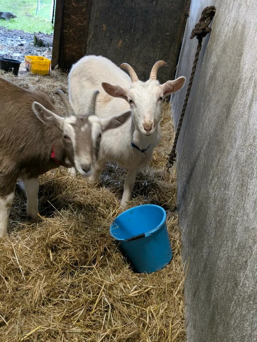 2 castrated Goats - Image 2