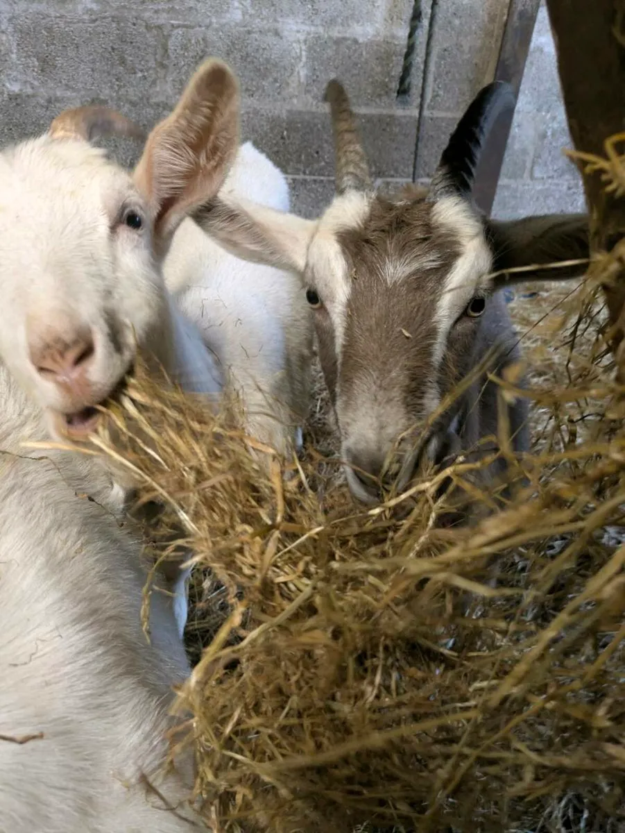 2 castrated Goats - Image 3