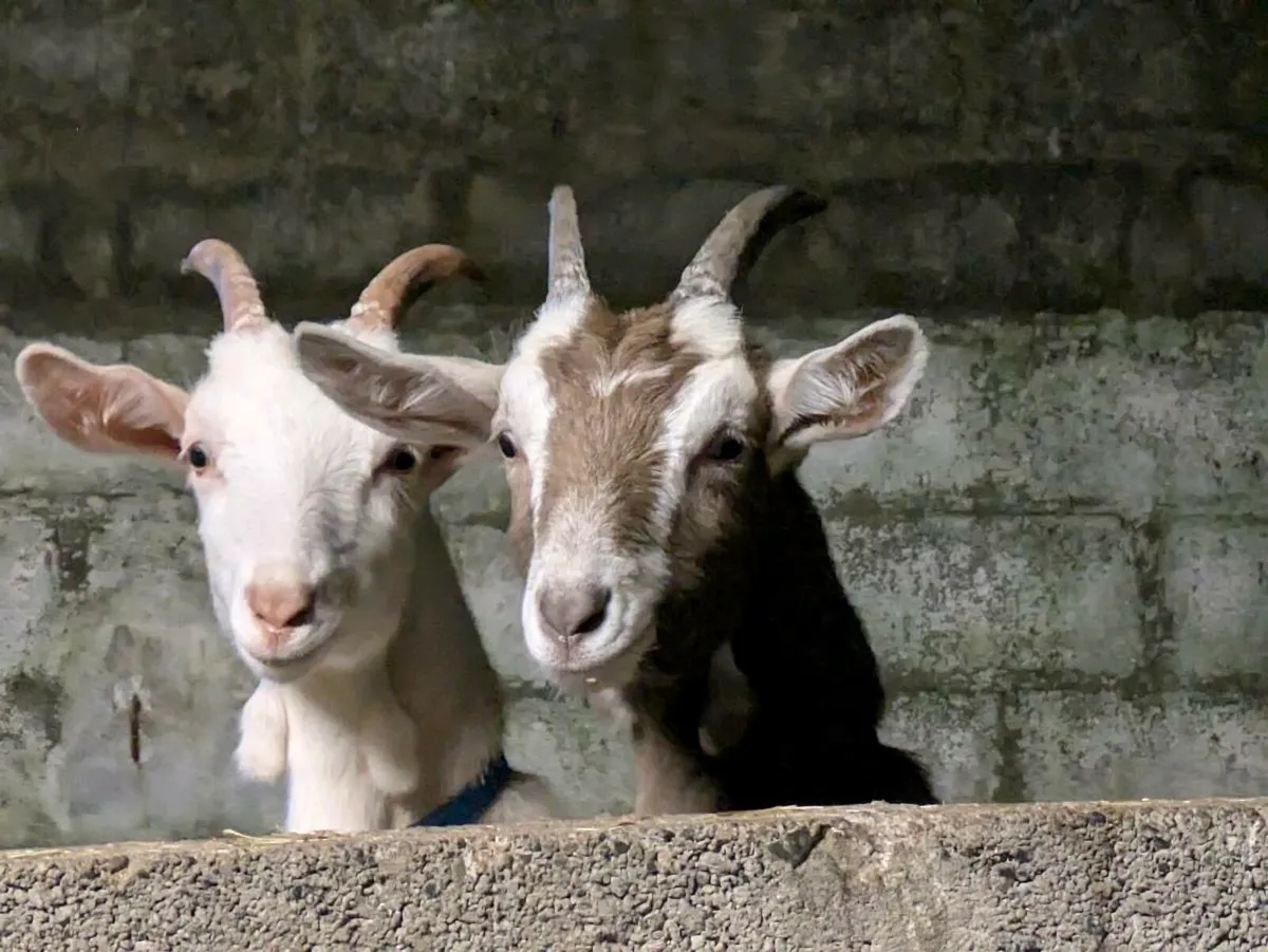2 castrated Goats - Image 1