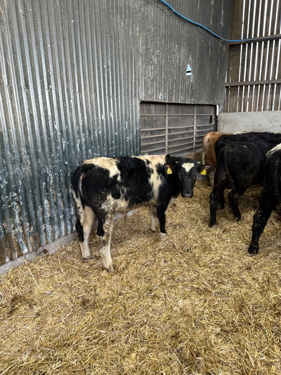 Bulls and bullocks - Image 4