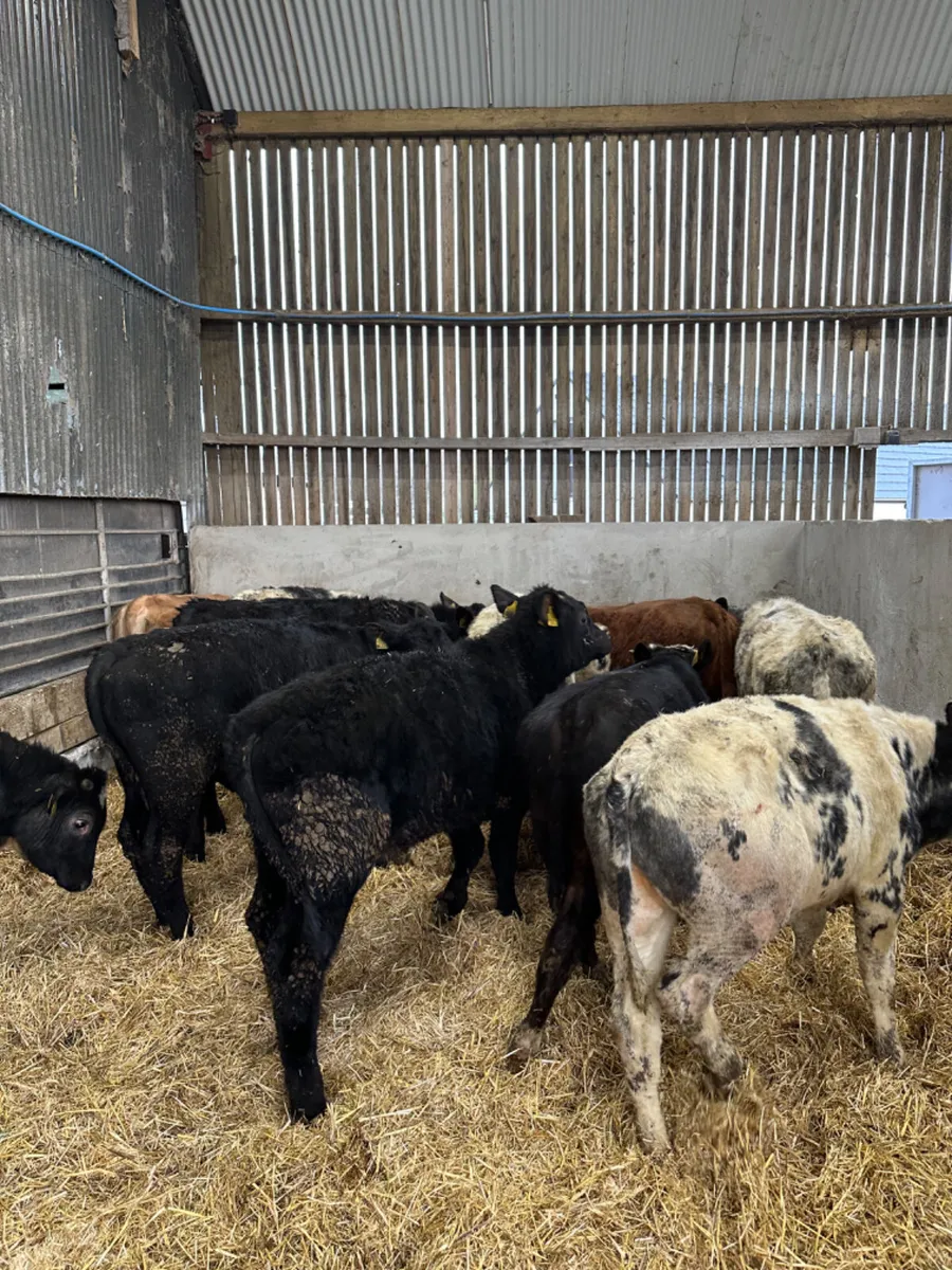 Bulls and bullocks - Image 3