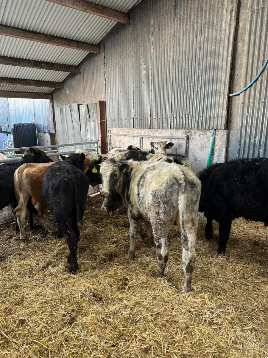 Bulls and bullocks - Image 1