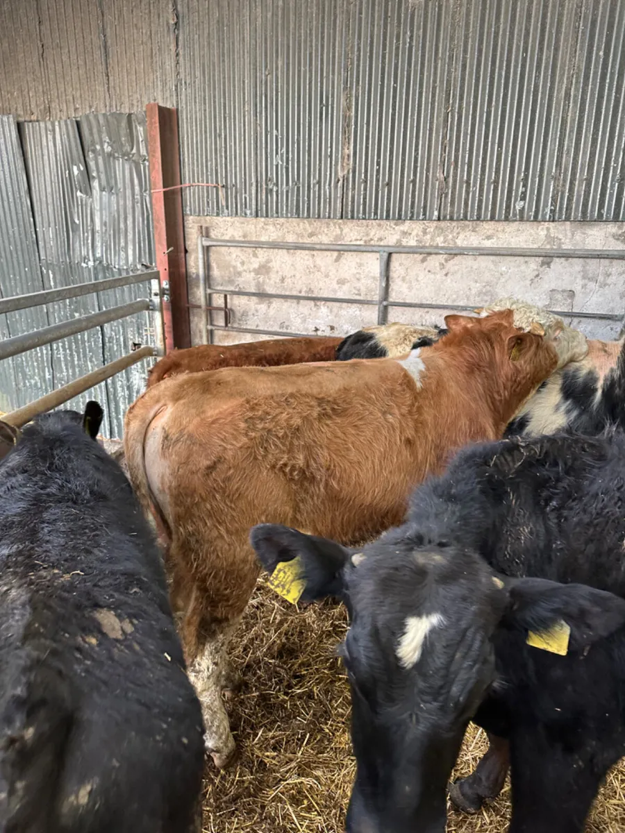 Bulls and bullocks - Image 2